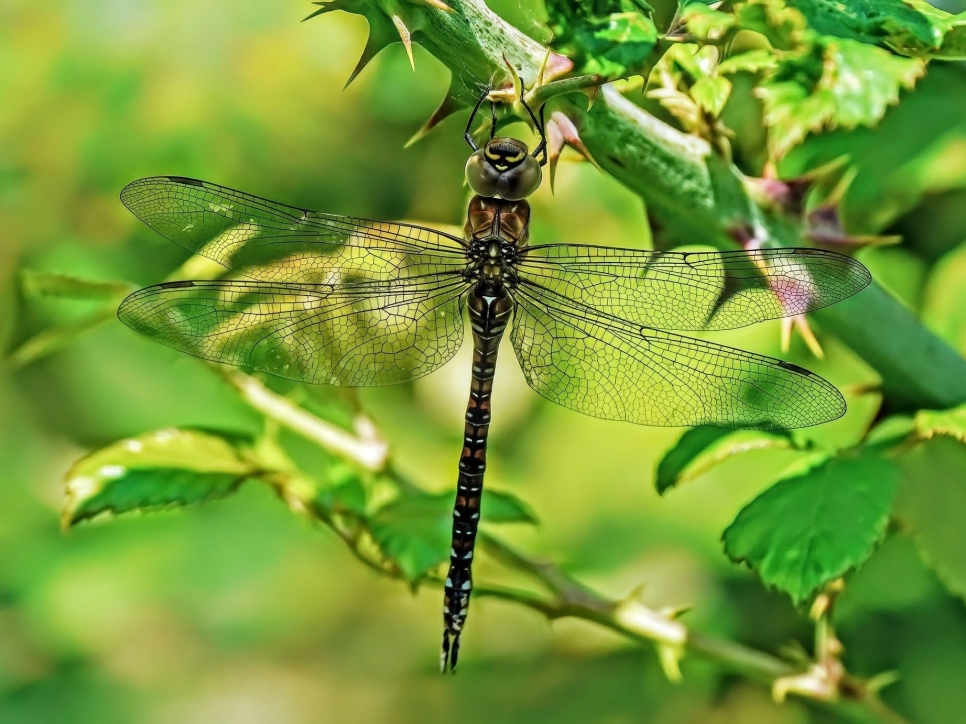 Migrant Hawker, Spotted Redshank, Cattle Egret, and a pair of Green Sandpipers